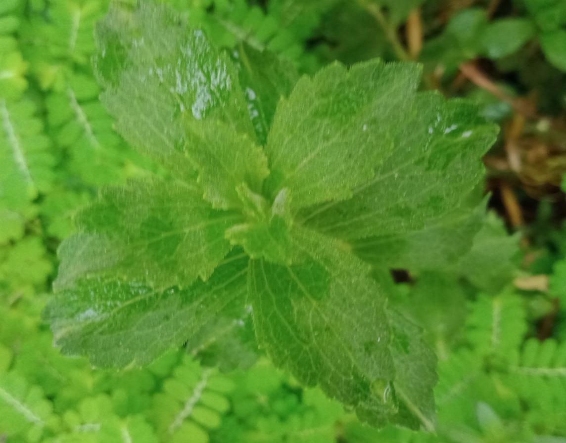 Fresh Basil