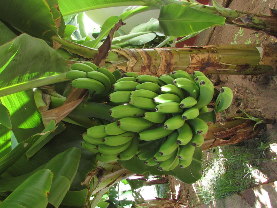 Organic Bananas