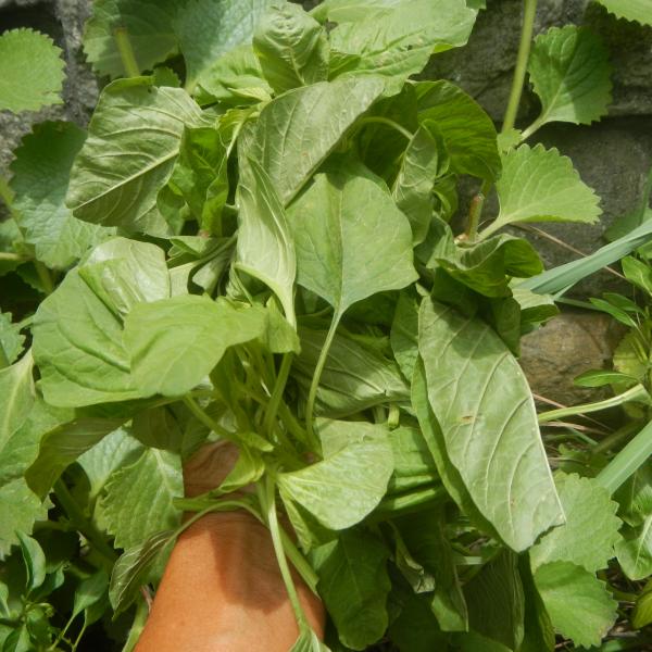 Baby Spinach