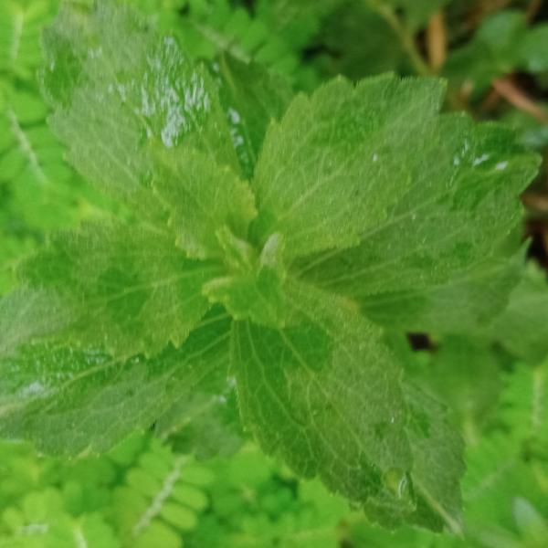 Fresh Basil