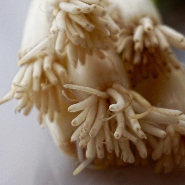 Green Onions