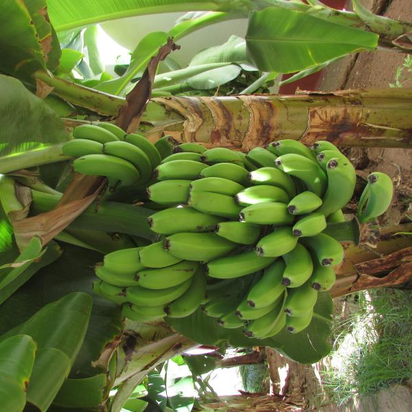 Organic Bananas