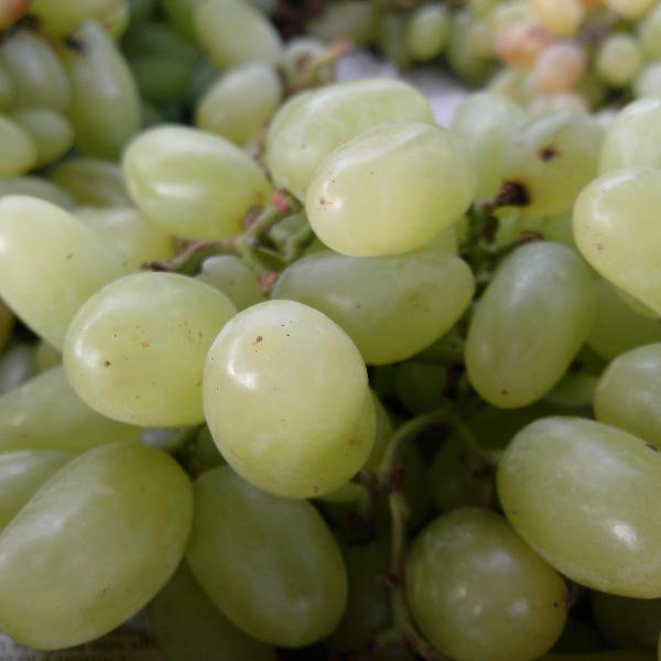 Seedless Green Grapes